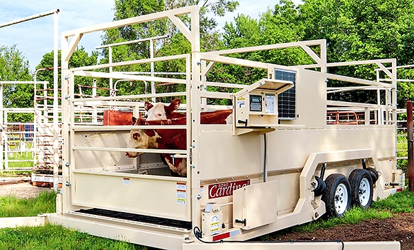 Weight Wrangler mobile livestock scale