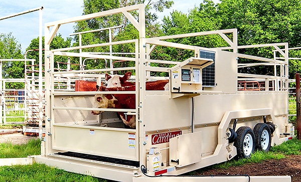 Rice Lake Mobile Group Livestock Scales - Portable on Wheels Legal for  Trade - NTEP Approved